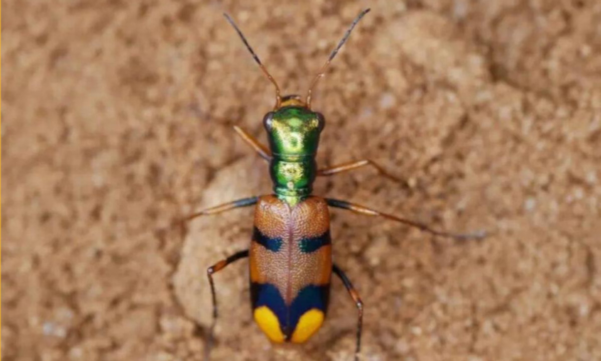 Escarabajo Tigre Boliviano 