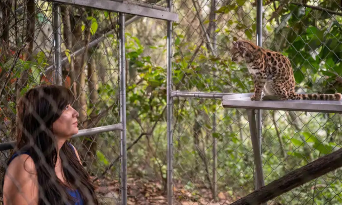 La exploradora de National Geographic, Paola Nogales-Ascarrunz, se encuentra junto al gato que conoció hace una década. Es coautora de un nuevo artículo que lo clasifica como una nueva especie. 